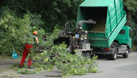 Notwendige Baumfällungen in Lehrte