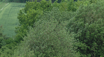Wald-Exkursion im Forstrevier Miele bei Celle mit den Klosterforsten