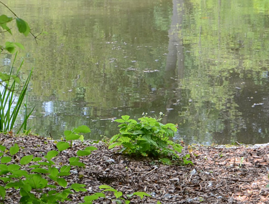 Start der Badesee-Saison 2026: Region Hannover überwacht die Wasserqualität