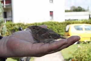 Tierspezialisten aus Röddensen retten drei Tiere  in 24 Stunden