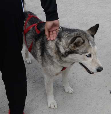 Brut-, Setz- und Aufzuchtzeit: Hunde anleinen und Rückschnitte einstellen