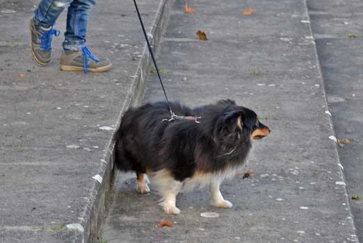 Hund frisst Giftköder in Anderten