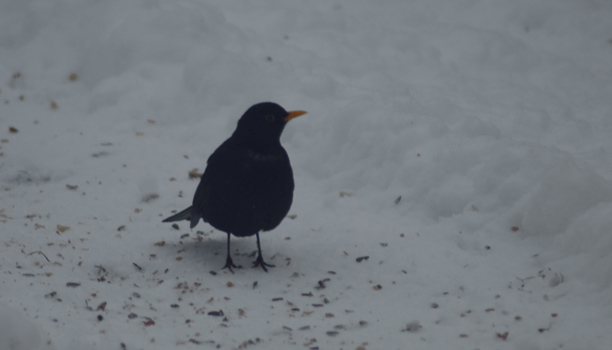 NABU: Warmes Wetter, wenig Wintervögel?