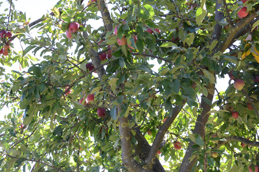 NABU Sehnde und 96plus pflanzen Apfelbaum zum Tag des Baumes