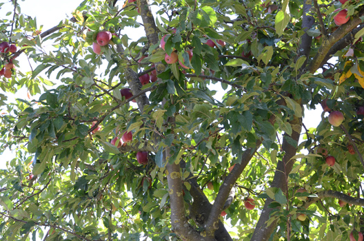 “Ernten ausdrücklich erwünscht!” – Sehnde gibt Obstbäume frei