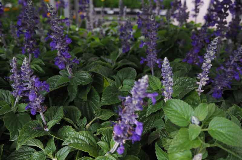 Blumenzwiebeln für Frühblüher beim Sehnder NABU abholen