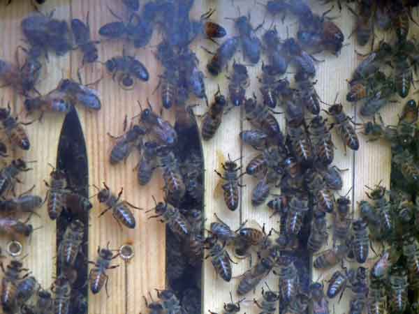 Honigduft liegt in der Luft: Bienenwachskerzen zum Selbermachen