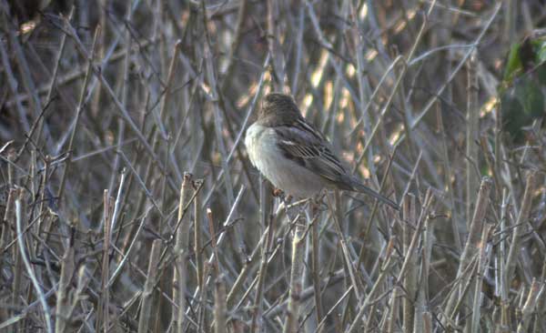 Das war die „Stunde der Gartenvögel“ in Niedersachsen