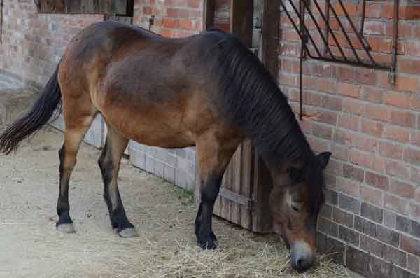 Zwei Reitponys in Evern von Tierquäler verletzt