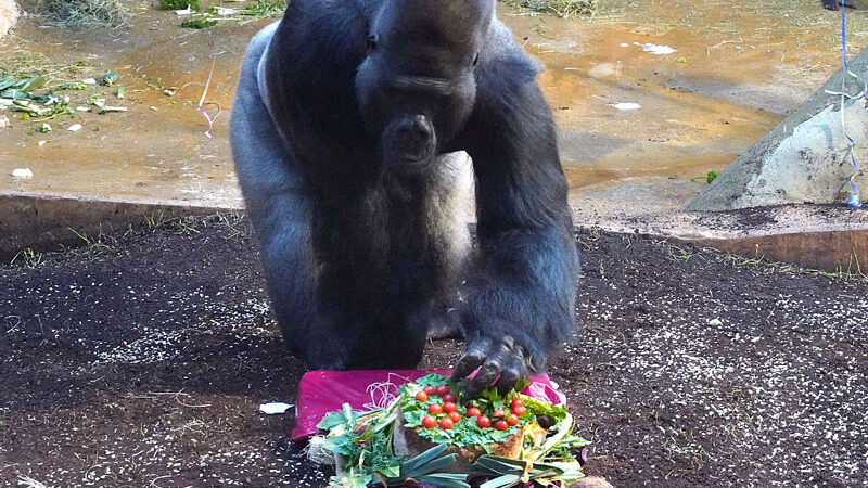 Kokosnüsse für den Clanchef zum Geburtstag