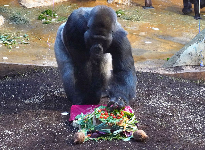 Kokosnüsse für den Clanchef zum Geburtstag