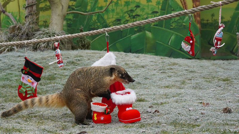 Tierisch köstliche Geschenke: „Bescherung“ im Erlebnis-Zoo Hannover