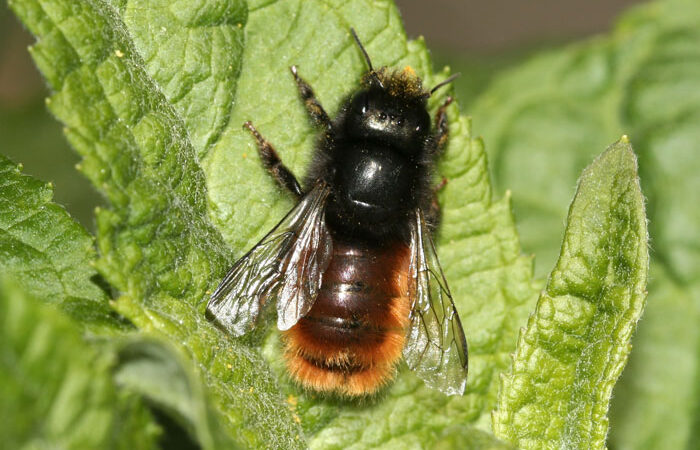 Erste Öffnung des Sehnder NABU-Büros – kostenlose Nisthilfe für Mauerbienen