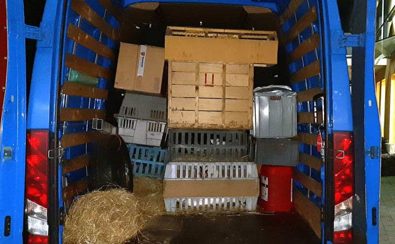 37 Tiere an Bord eines überladenen Kleintransporters auf der A 2 entdeckt