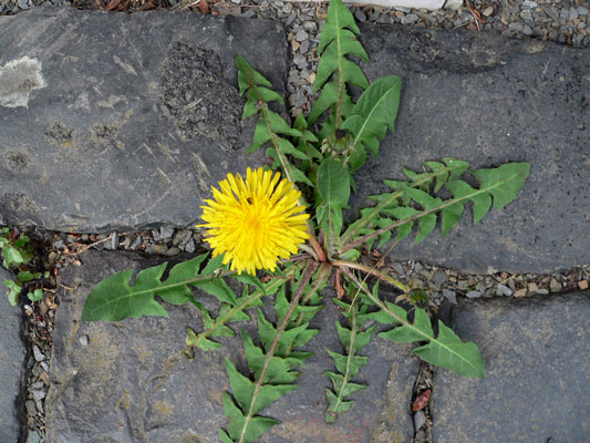 Nabu-Büro in der Mittelstraße öffnet am 1. April – Wettbewerb ausgeschrieben