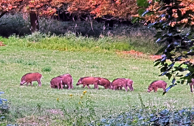 Region Hannover soll sich auf Afrikanische Schweinepest vorbereiten