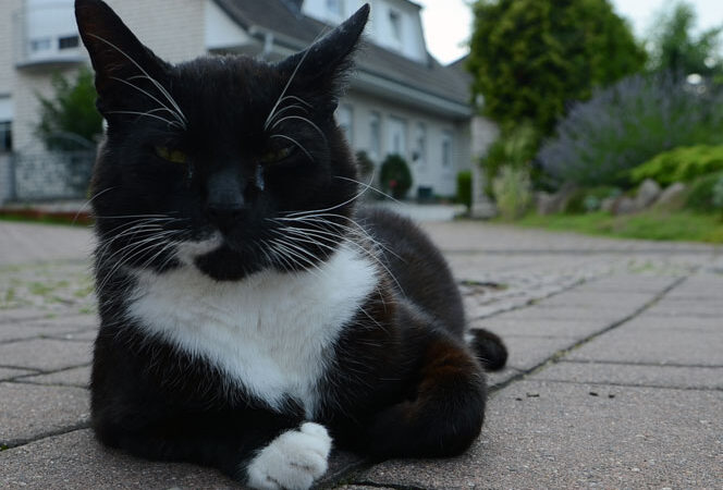 Neue Katzenschutzverordnung der Stadt Sehnde tritt in Kraft