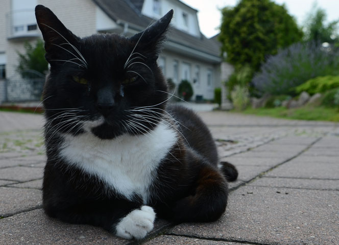 Leben der Katzen in Sehnde wird schwerer – neue „Katzenordnung“ beschlossen