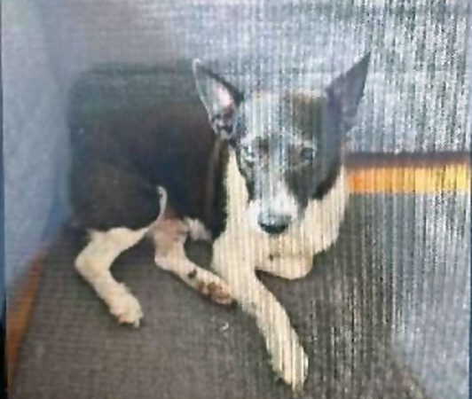 Unbekannter stiehlt Jack-Russel-Terrier-Rüden „Lucki“ in Groß Buchholz