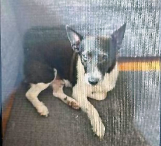 Unbekannter stiehlt Jack-Russel-Terrier-Rüden „Lucki“ in Groß Buchholz