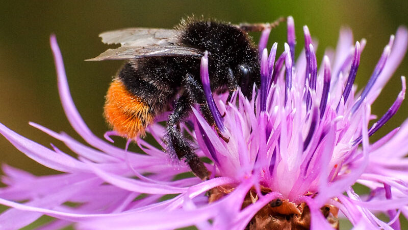 „Insekten-Sommer 2022“ in Sehnde beim NABU