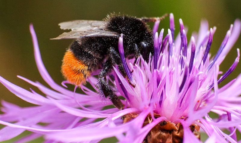 „Insekten-Sommer 2022“ in Sehnde beim NABU