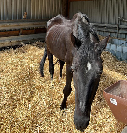 Älterer Hengst vom Tierschutz an erfahrenen Pferdehalter abzugeben