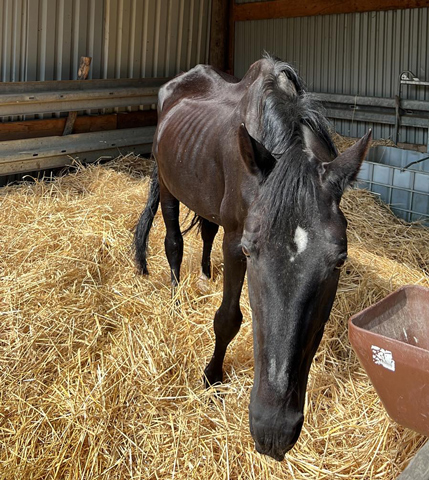 Älterer Hengst vom Tierschutz an erfahrenen Pferdehalter abzugeben