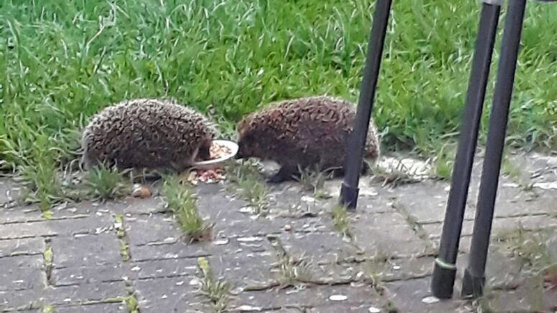 Die Igel kommen zurück und brauchen Hilfe