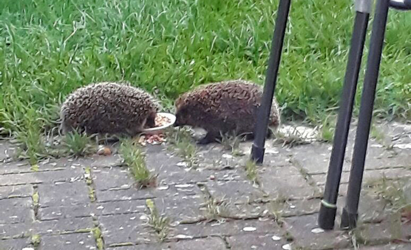 NABU: Igel leiden unter Hitze und Trockenheit