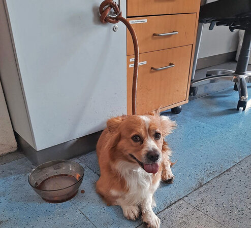 Bundespolizei Hannover sucht Eigentümer von aufgefundenem Mischlingshund