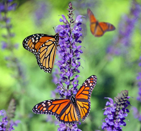 Sehnde blüht auf – kehren nun die Schmetterlinge zurück?
