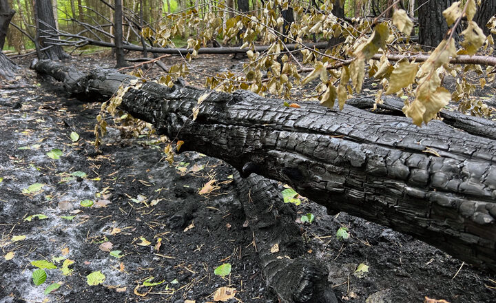 Zwei Waldbrände – Klosterforsten mahnen zu besonderer Vorsicht im Wald