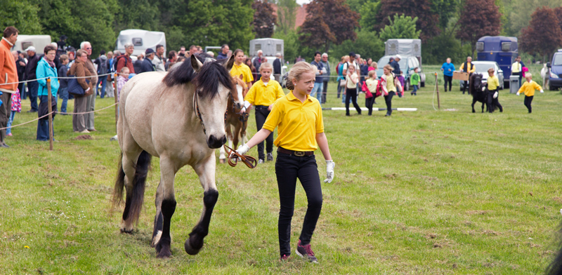 249. Burgdorfer Pferde- und Hobbytiermarkt: Landesmeisterschaften der Pony-Jungzüchter