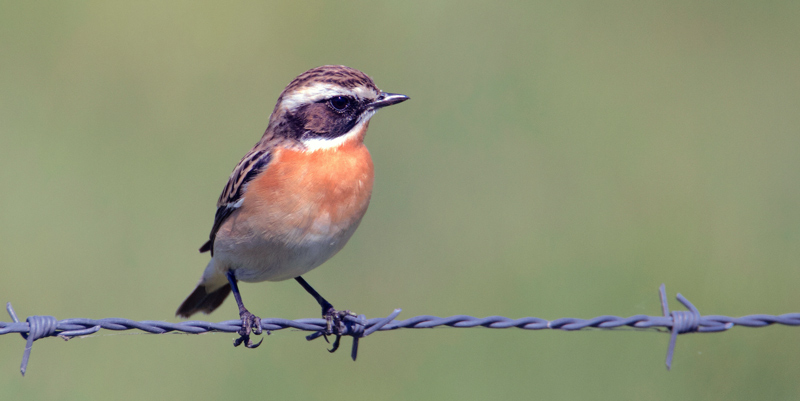 Braunkehlchen ist Vogel des Jahres 2023