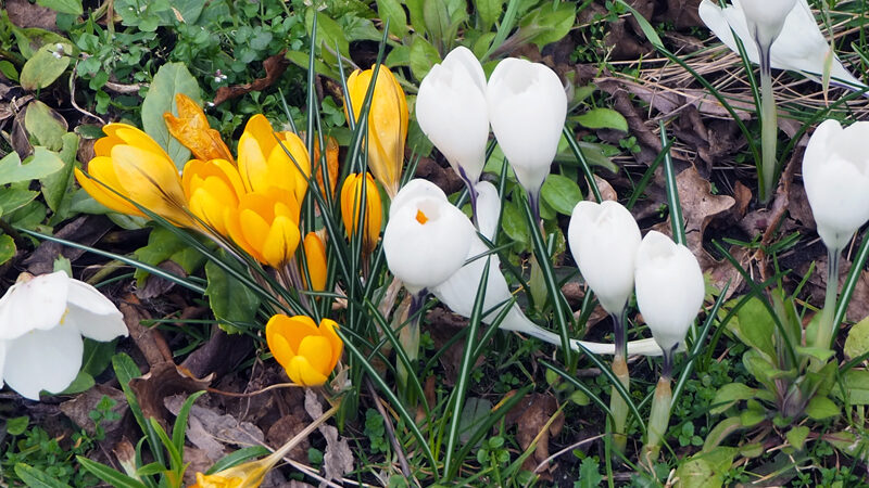 Im Garten und auf Spaziergängen sieht man die ersten Frühblüher