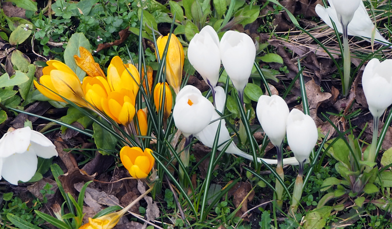 Im Garten und auf Spaziergängen sieht man die ersten Frühblüher