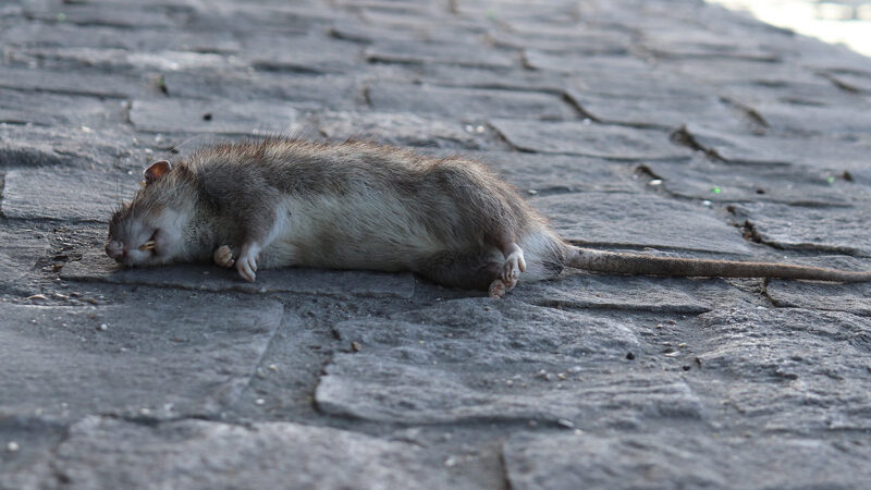 Rattenbekämpfung in der Kanalisation in Lehrte