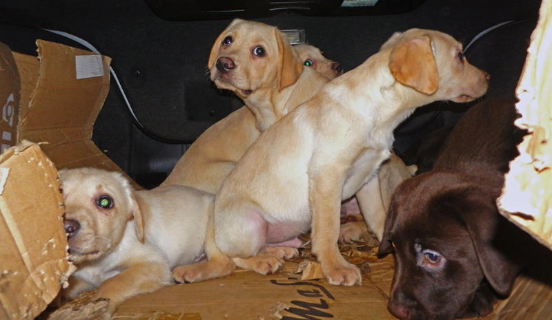 Zoll Hannover rettet neun Hundewelpen aus Kofferraum