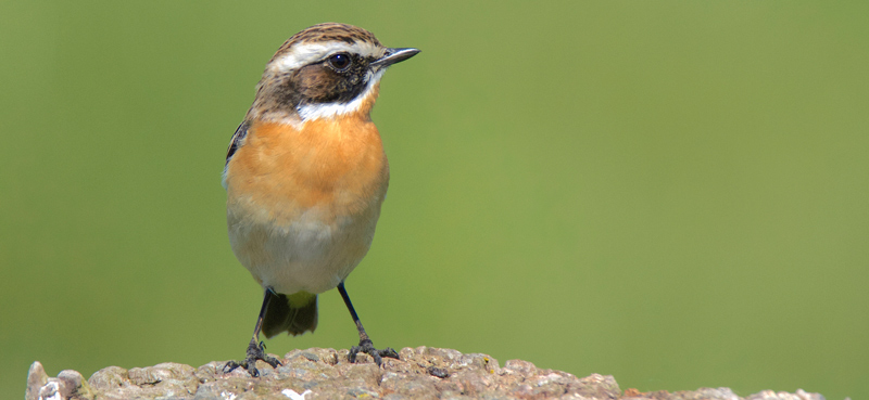 Öffnungen des Sehnder NABU-Büros im April geändert