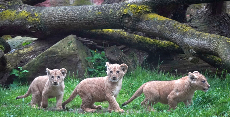 Seltene Berberlöwen-Jungtiere erobern ihr Reich: Erster Ausflug im Zoo