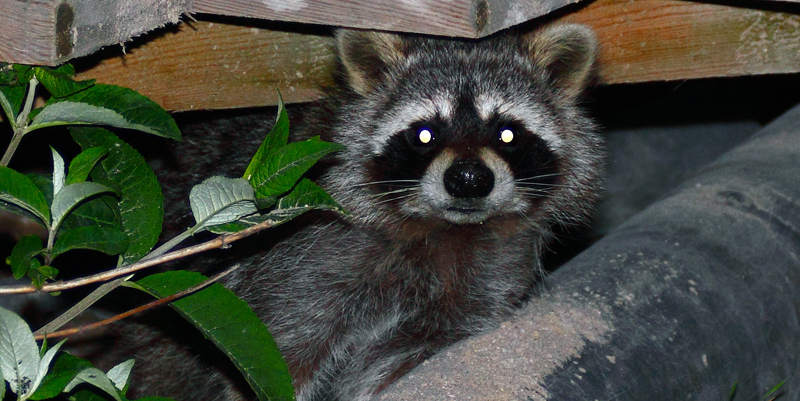 Waschbär zurück in Höver