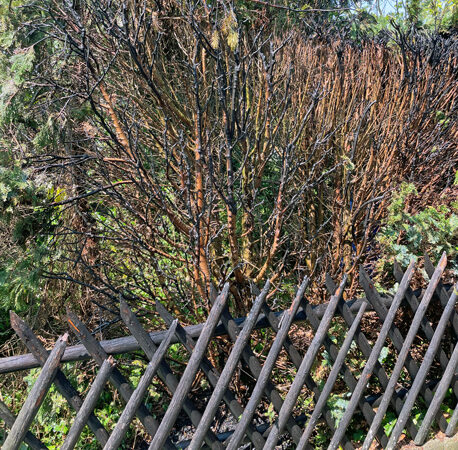 Heckenbrand in Sehnde – Anwohner verhindern Ausbreitung