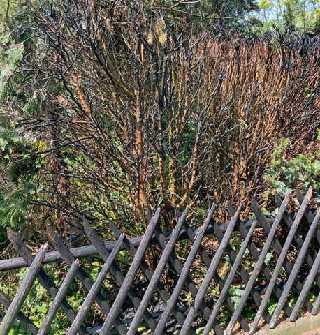 Heckenbrand in Sehnde – Anwohner verhindern Ausbreitung