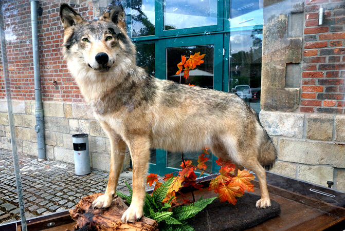 Grausiger Fund im Mittelandkanal bei Haimar: Toter Wolf in Müllsäcken