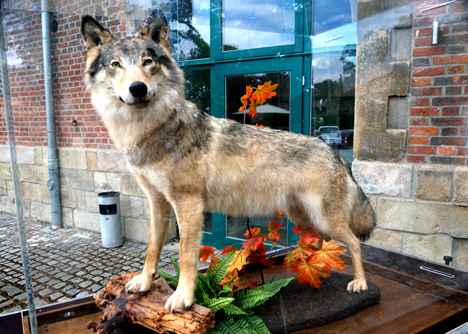 Grausiger Fund im Mittelandkanal bei Haimar: Toter Wolf in Müllsäcken