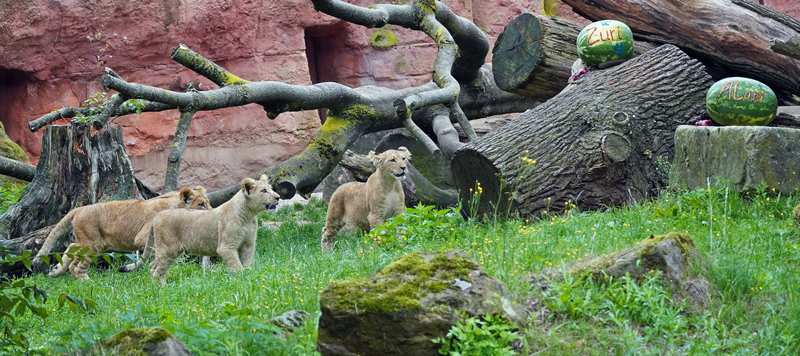 Zoo Hannover: Seltene Berberlöwen-Jungtiere bekommen Namen