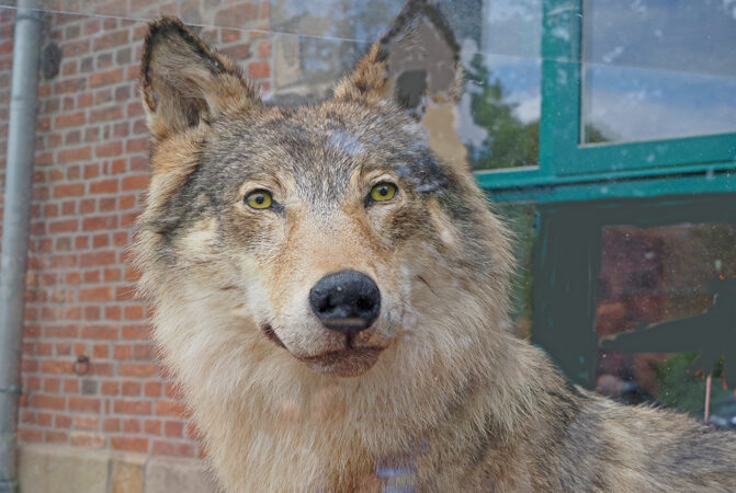 Gute Nachricht für Landwirte in Niedersachsen: Schutzstatus des Wolfes wird abgesenkt