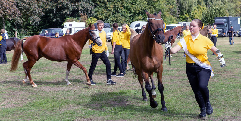 Großes Kinderfest und Landesmeisterschaften der Pony-Jungzüchter zum Saisonschluss