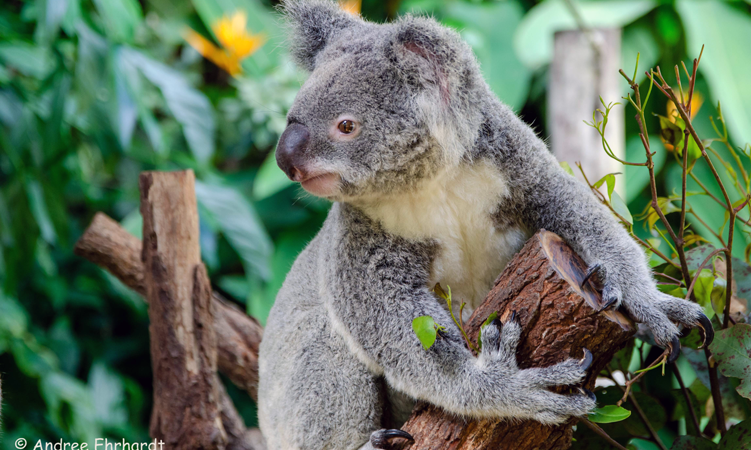 Kostenloser Reisevortrag über Australiens Ostküste in Mehrum